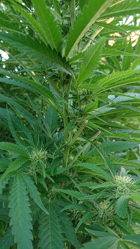Growreport Bild 31