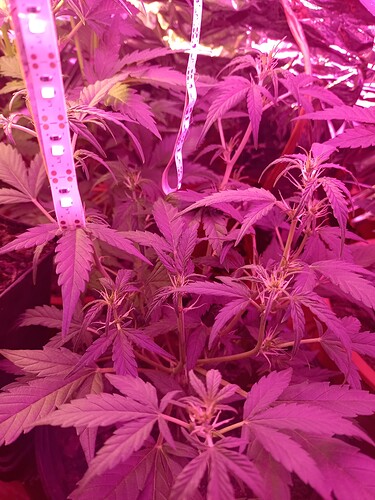 IMG_20240420_193759858