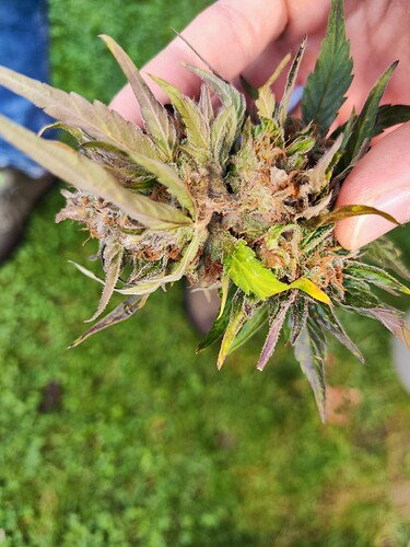 Growreport Bild 1