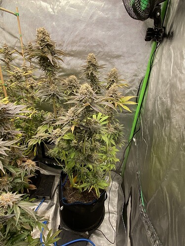 Growreport Bild 32
