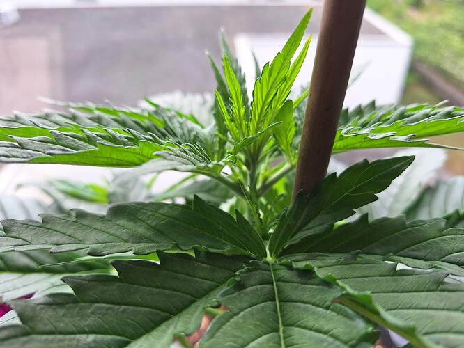 Growreport Bild 5