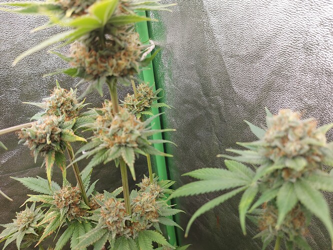 Growreport Bild 5