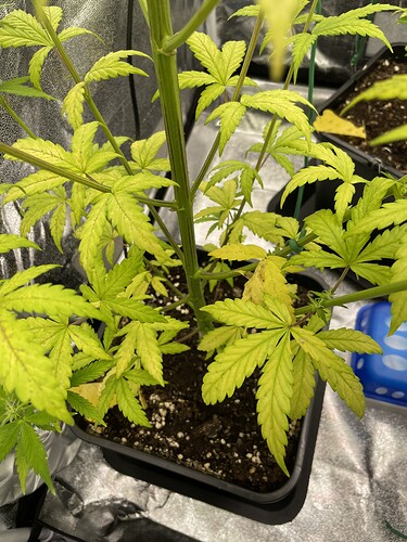 Growreport Bild 3