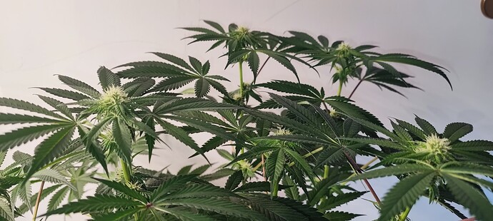 Growreport Bild 16
