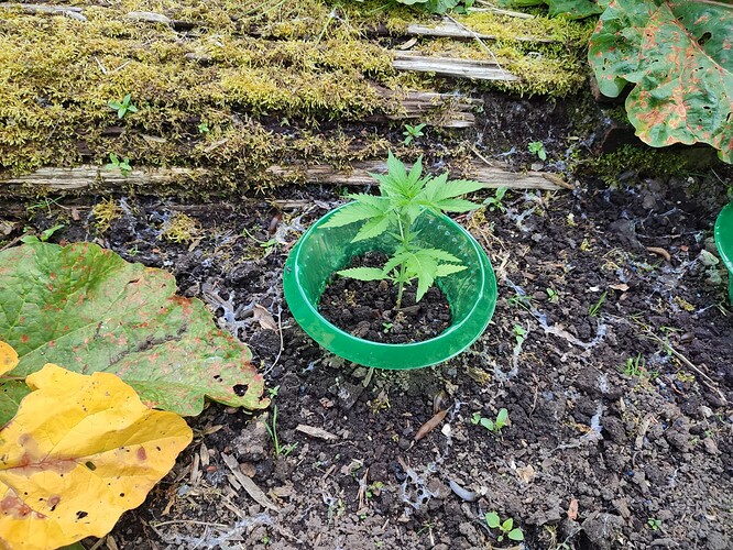 Growreport Bild 8