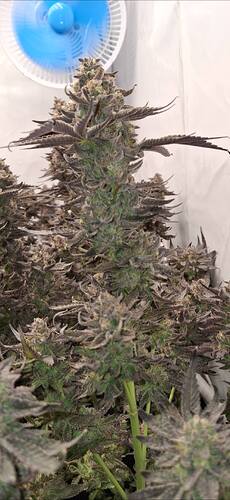 Growreport Bild 3