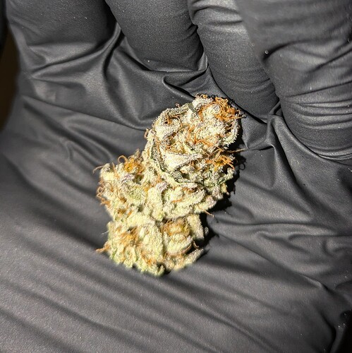 Growreport Bild 20