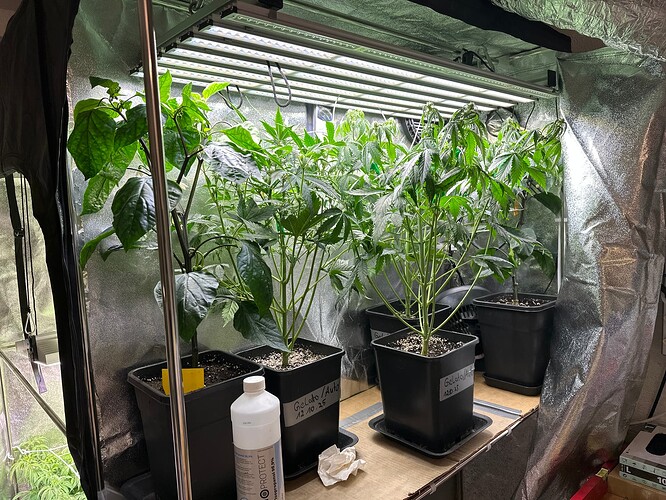 Growreport Bild 34