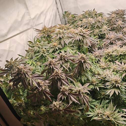 Growreport Bild 8