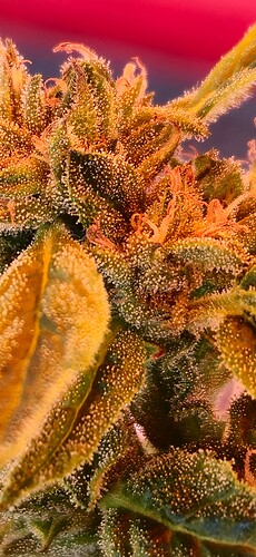 Growreport Bild 49