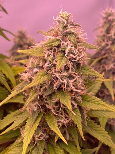 Growreport Bild 5