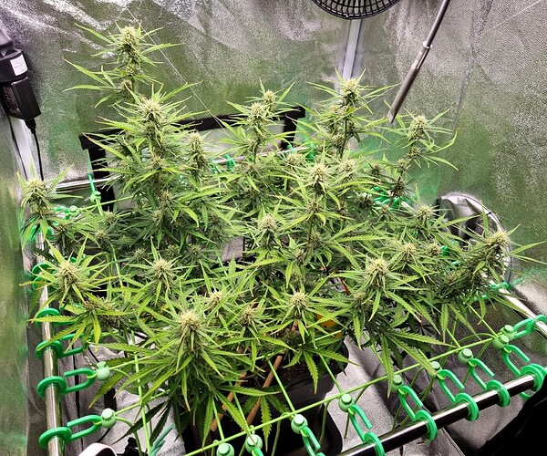 Growreport Bild 34