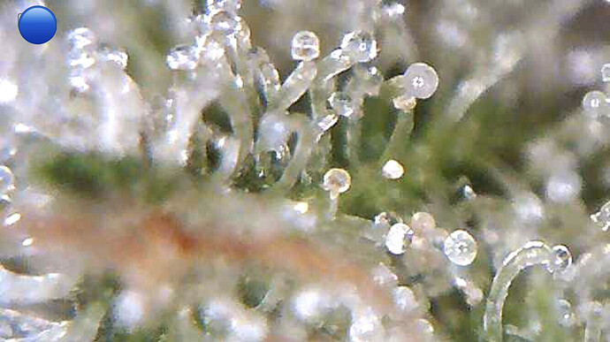 Growreport Bild 29