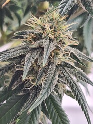 Growreport Bild 107
