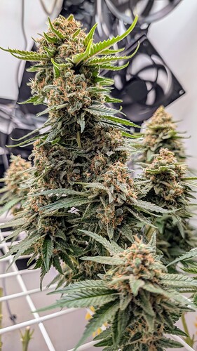 Growreport Bild 8