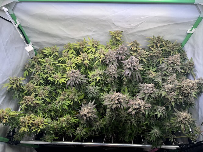 Growreport Bild 19