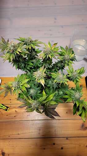 Growreport Bild 32