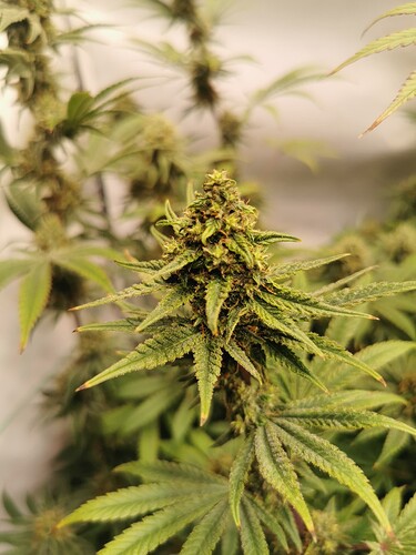 Growreport Bild 11