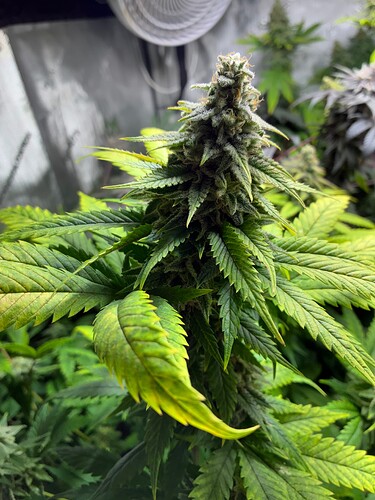 Growreport Bild 1