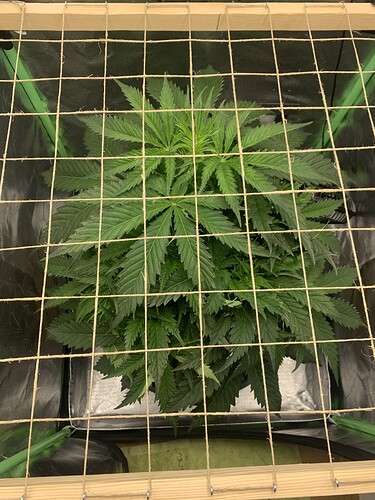Growreport Bild 5
