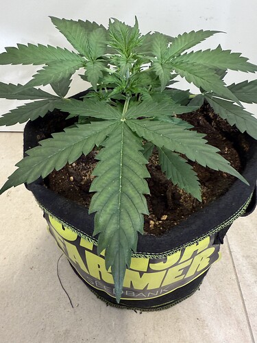 Growreport Bild 3