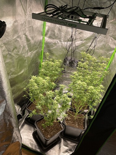 Growreport Bild 1