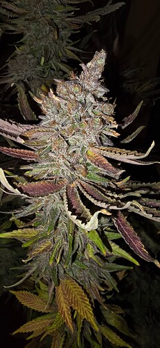 Growreport Bild 57