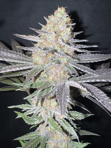 Growreport Bild 35