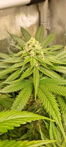 Growreport Bild 31