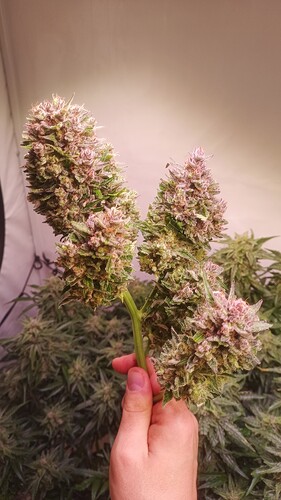 Growreport Bild 22