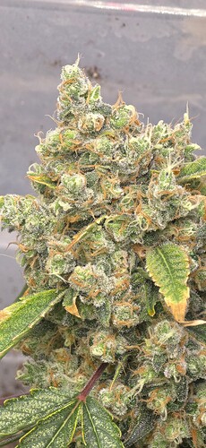 Growreport Bild 3