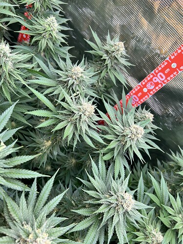 Nahaufnahme von Cannabis-Blüten in der Blütephase mit einem roten Maßband im Hintergrund.