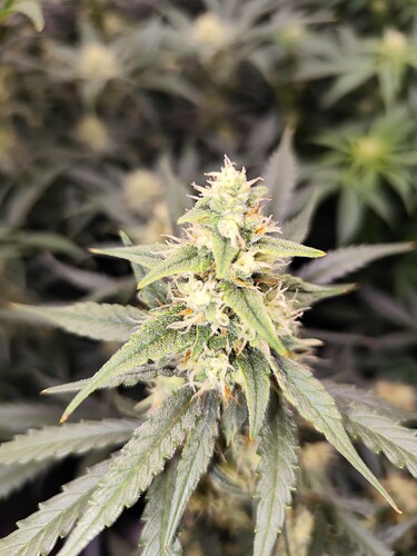 Growreport Bild 6