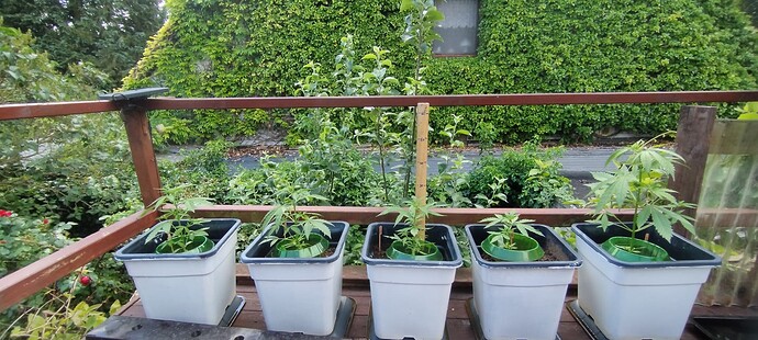 Growreport Bild 8