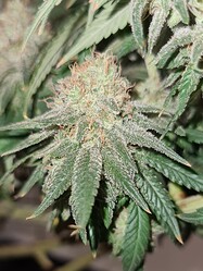 Growreport Bild 126