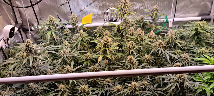 Growreport Bild 1