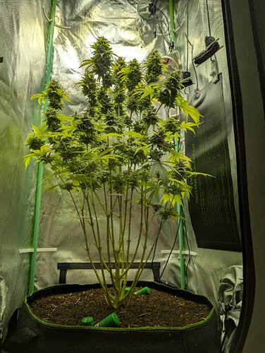 Growreport Bild 2