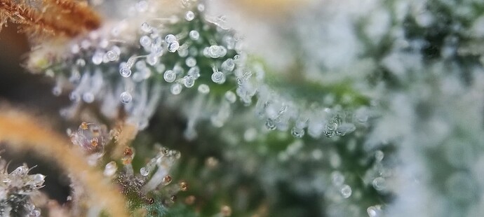 Growreport Bild 26