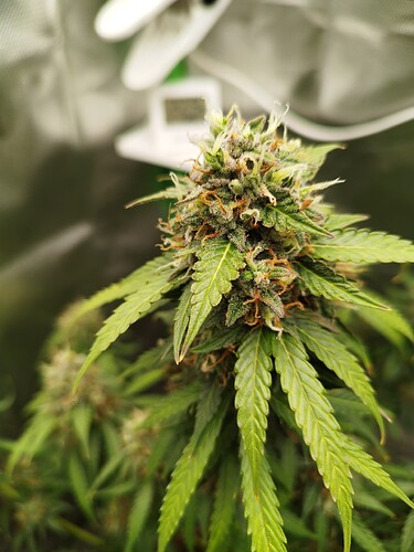 Eine Nahaufnahme eines Cannabis-Buds in der Blütephase, mit sichtbaren Trichomen und orangefarbenen Stempeln.