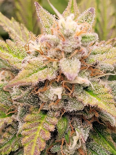 Growreport Bild 13
