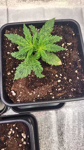 Growreport Bild 40