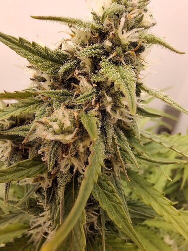 Growreport Bild 164