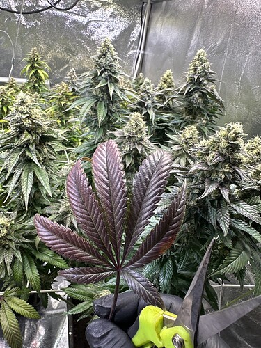 Growreport Bild 19