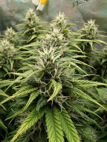 Growreport Bild 5