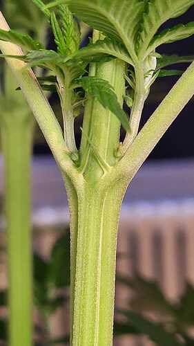 Growreport Bild 2