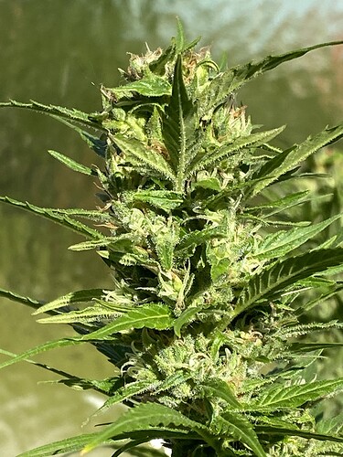 Growreport Bild 3