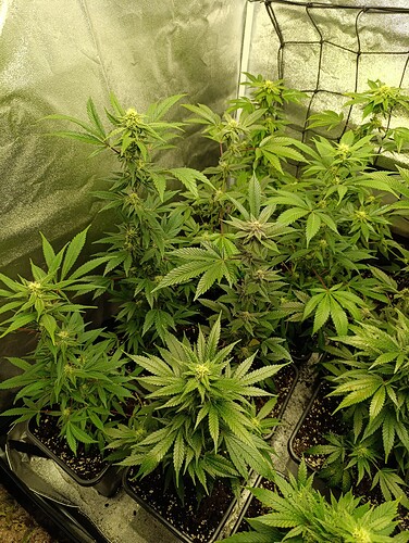 Growreport Bild 4