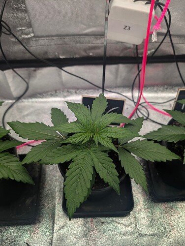 IMG_20250312_163552_887