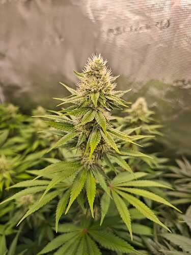 Growreport Bild 13