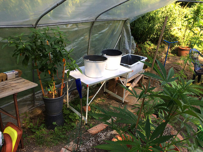 Grow26071202